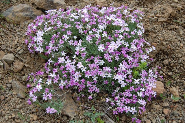 Phlox colubrina tentative